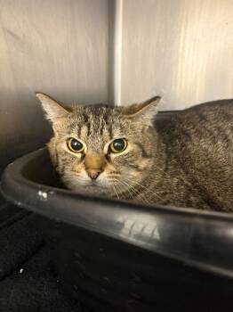 Domestic Short Hair Cats Available for Adoption in New Kensington, Pennsylvania - Mateo | PetCurious