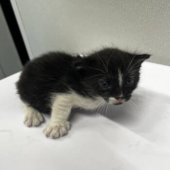 Domestic Short Hair Cats Available for Adoption in Tampa, Florida - Oli | PetCurious