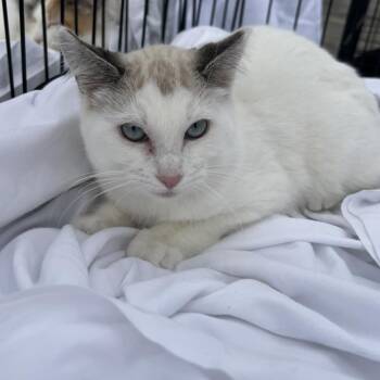 Rescue Domestic Short Hair and Siamese Cats for Adoption in Price, Utah - River | PetCurious