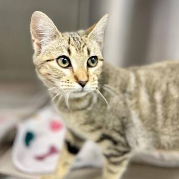 Domestic Short Hair Cats Available for Adoption - Capri | PetCurious