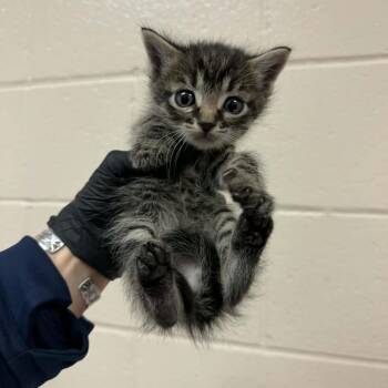 Wasp -  Domestic Short Hair Cat for Adoption in Reno, Nevada - Wasp | PetCurious