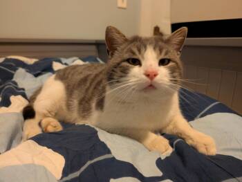 Domestic Short Hair Cats Available for Adoption - Marty | PetCurious