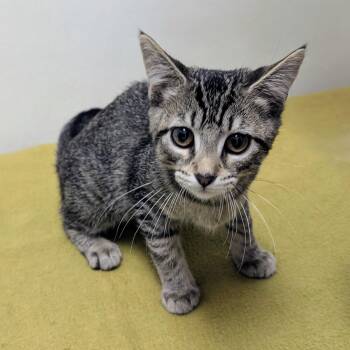 Midge -  Domestic Short Hair Cat for Adoption in Springfield, Illinois - Midge | PetCurious