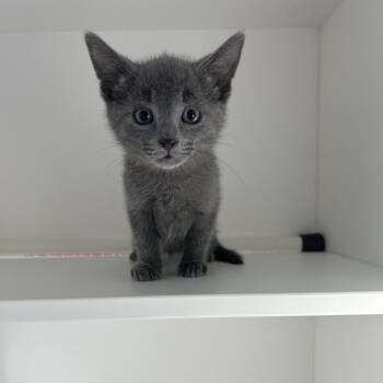 Domestic Short Hair Cats Available for Adoption in Greensboro, North Carolina - Labrinth | PetCurious
