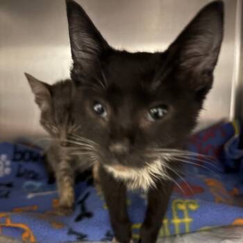 Rescue Domestic Short Hair Cats for Adoption in Valdosta, Georgia - Beaker | PetCurious