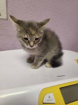Domestic Short Hair Cats Available for Adoption in El Paso, Texas - Luke | PetCurious