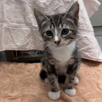 Rescue Domestic Short Hair Cats for Adoption in Trenton, New Jersey - Baguette | PetCurious