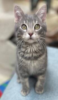 Domestic Short Hair Cats Available for Adoption in Neillsville, Wisconsin - Shamus (Needs To Be Adopted W/Littermate) | PetCurious