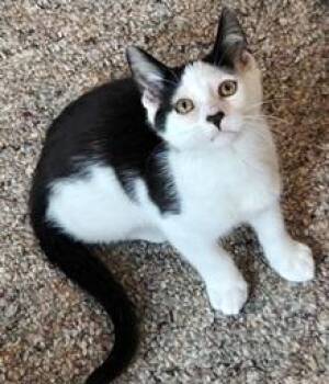 Buddy -  Domestic Short Hair Cat for Adoption in Lebanon, Pennsylvania - Buddy | PetCurious