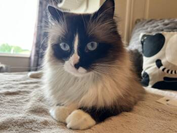 Darby -  Ragdoll Cat for Adoption in Eden Prairie, Minnesota - Darby | PetCurious