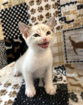 Sushi -  Siamese and Domestic Short Hair Cat Available for Adoption in Fort Myers, Florida - Sushi | PetCurious