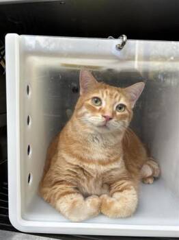 Cowboy -  Domestic Short Hair Cat for Adoption in Montreal, Quebec - Cowboy | PetCurious