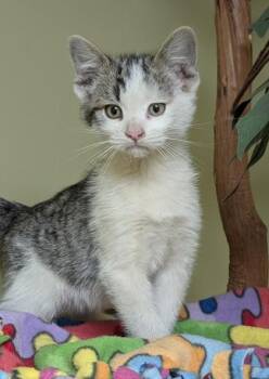 Toad -  Domestic Short Hair Cat for Adoption in Hastings, Nebraska - Toad | PetCurious