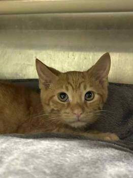 Rescue Domestic Short Hair Cats for Adoption in Munster, Indiana - Colby | PetCurious