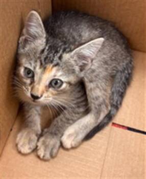 GINA -  Domestic Short Hair Cat for Adoption in Fort Lauderdale, Florida - GINA | PetCurious