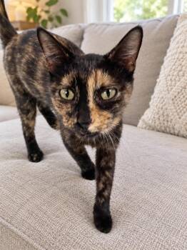 Pumpkin -  Tortoiseshell Cat for Adoption in Hickory, North Carolina - Pumpkin | PetCurious