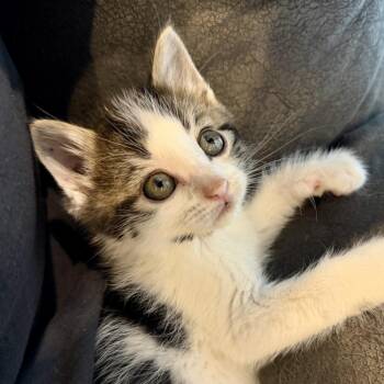 Yeti -  Domestic Short Hair Cat for Adoption in Union, Missouri - Yeti | PetCurious