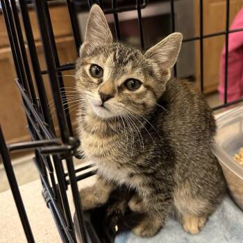 Domestic Short Hair Cats Available for Adoption - June Bug | PetCurious