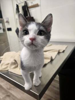Hollywood -  Domestic Short Hair Cat for Adoption in Tucson, Arizona - Hollywood | PetCurious