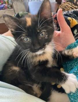 Domestic Short Hair Cats Available for Adoption in Fernley, Nevada - Pear | PetCurious