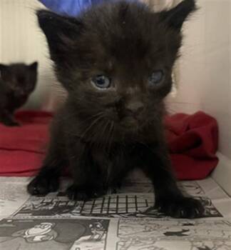 A655182 -  Domestic Short Hair Cat for Adoption in Houston, Texas - A655182 | PetCurious