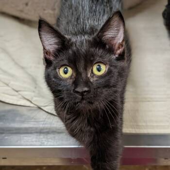 Rescue Domestic Short Hair Cats for Adoption in Sonoma, California - Cricket | PetCurious