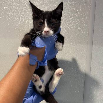 IVHS-Stray-139530 -  Domestic Short Hair Cat for Adoption in San Gabriel, California - IVHS-Stray-139530 | PetCurious