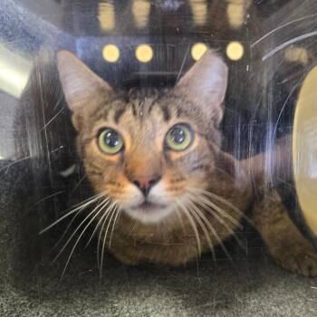 Hopscotch -  Domestic Short Hair Cat for Adoption in Birmingham, Alabama - Hopscotch | PetCurious