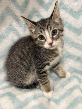 Buttons Breech (available early August) -  Domestic Short Hair Cat for Adoption in Galt, California - Buttons Breech (available Early August) | PetCurious