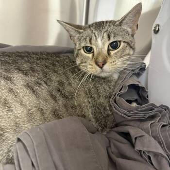 Rescue Domestic Short Hair Cats for Adoption in East St. Louis, Illinois - Caper-C | PetCurious