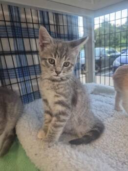 Blue -  Domestic Medium Hair Cat for Adoption in Columbus, Indiana - Blue | PetCurious
