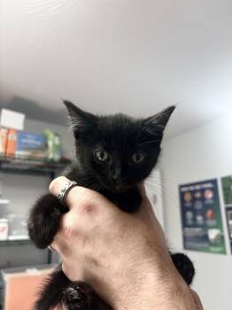 Dolly -  Domestic Short Hair Cat for Adoption in Bolivar, Missouri - Dolly | PetCurious