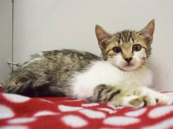 ELISA -  Domestic Short Hair Cat for Adoption in Sacramento, California - ELISA | PetCurious