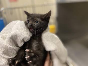BELLA -  Domestic Short Hair Cat for Adoption in Modesto, California - BELLA | PetCurious