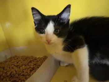 Tooth Fairy von Snuggle -  Domestic Medium Hair Cat for Adoption in El Paso, Texas - Tooth Fairy Von Snuggle | PetCurious