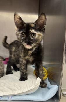 Pepper -  Domestic Short Hair Cat for Adoption in Stockton, California - Pepper | PetCurious