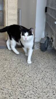 Infinite Jest -  Domestic Short Hair Cat for Adoption in Kansas City, Missouri - Infinite Jest | PetCurious
