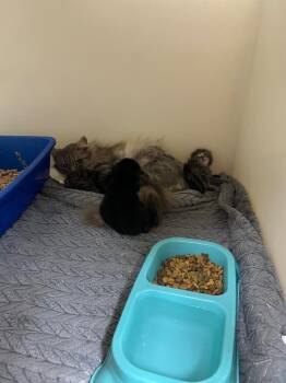 Domestic Long Hair Cats Available for Adoption in Danielsville, Georgia - Coconut | PetCurious