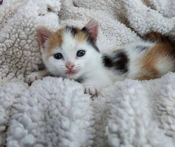 Domestic Short Hair Cats Available for Adoption in Reynoldsburg, Ohio - Coral | PetCurious