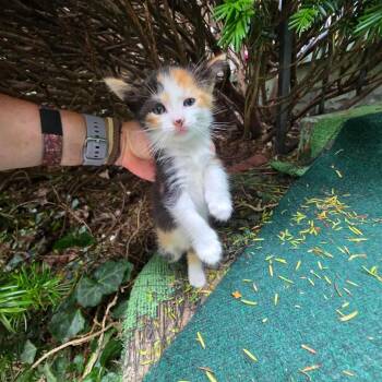 Shannon -  Domestic Short Hair Cat for Adoption in Mount Vernon, Indiana - Shannon | PetCurious