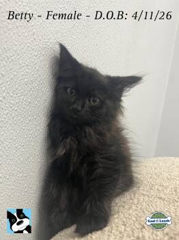 Betty - sweet and affectionate -  Domestic Long Hair Cat for Adoption in Muskego, Wisconsin - Betty - Sweet And Affectionate | PetCurious