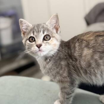 Serrano -  Domestic Short Hair Cat Available for Adoption in Mebane, North Carolina - Serrano | PetCurious