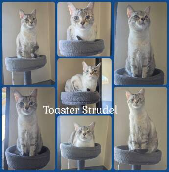 Toaster Strudel -  Domestic Short Hair Cat for Adoption in Universal City, Texas - Toaster Strudel | PetCurious