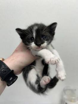 Merlin -  Domestic Short Hair Cat for Adoption in West Chester, Pennsylvania - Merlin | PetCurious