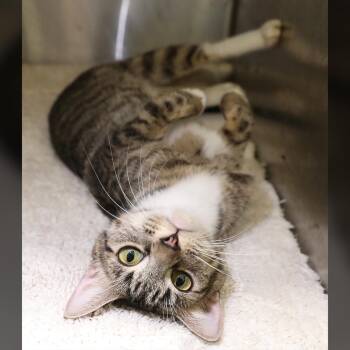 Chelsea -  Domestic Short Hair Cat for Adoption in Lambertville, New Jersey - Chelsea | PetCurious