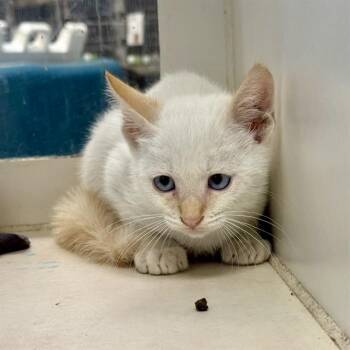 SUNRAY -  Domestic Short Hair Cat for Adoption in Riverside, California - SUNRAY | PetCurious