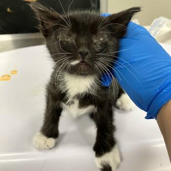 Jenga -  Domestic Short Hair Cat for Adoption in Las Cruces, New Mexico - Jenga | PetCurious