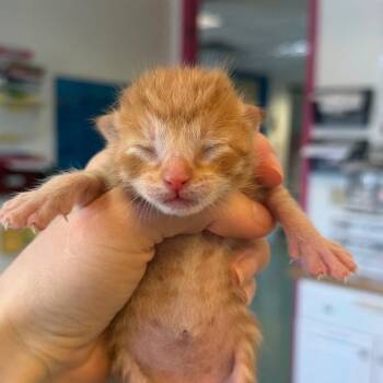 Valero 24 -  Domestic Short Hair Cat for Adoption in Austin, Texas - Valero 24 | PetCurious