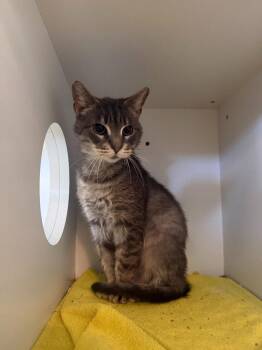 Tiger -  Domestic Short Hair Cat for Adoption in Hyde Park, New York - Tiger | PetCurious