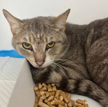 Domestic Short Hair Cats Available for Adoption in Greenfield, Indiana - Shrek | PetCurious